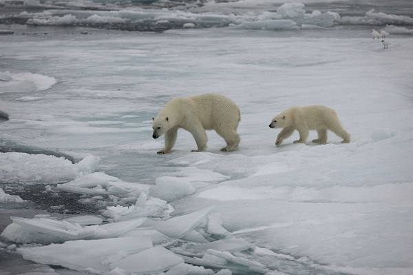 Greenpeace